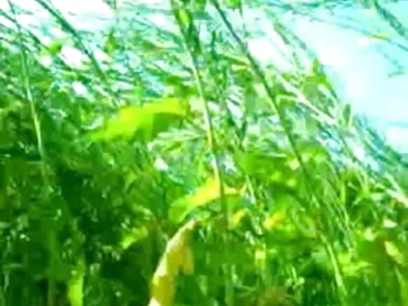 ਜੋੜੇ ਜੰਗਲ ਵਿੱਚ sexy movie hindi